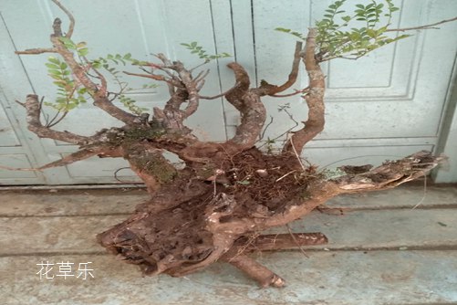 冰红茶无码中出人妻中文字幕av，炎炎夏日的清凉秘籍，解锁你的味蕾新体验